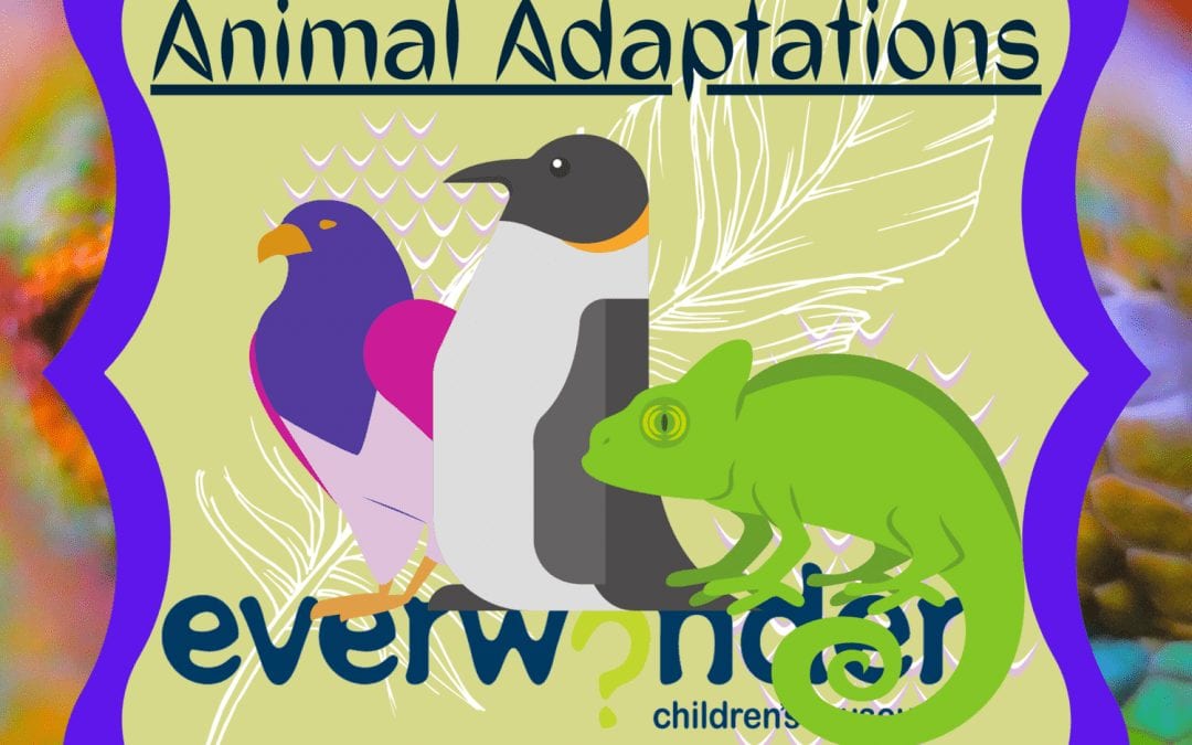 Animals Adapt! | EverWonder Children's Museum Animals Adapt! | EverWonder Children's Museum