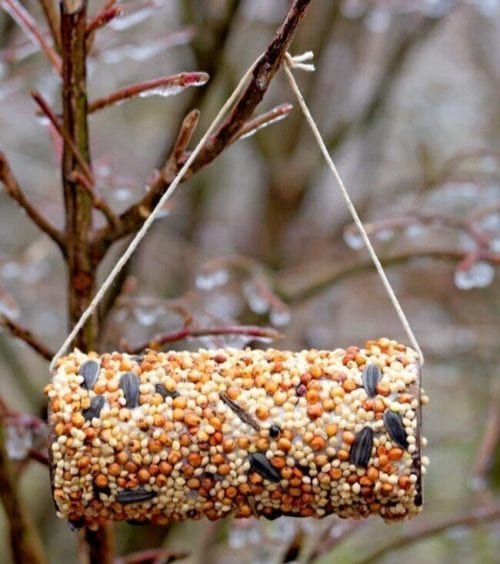 Peanut butter clearance bird feeder