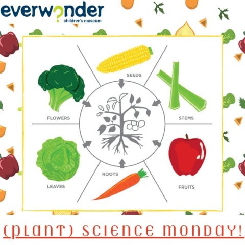 (Plant) Science Monday! | EverWonder Children's Museum